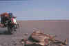 186 Cammello e XT tra Bam e Mirjave IR.jpg (361685 byte)