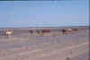 193 Deserto del Beluchistan PK - cammelli.jpg (397372 byte)