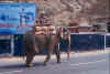 212 Jaipur IN - elefante.jpg (442674 byte)